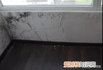 墙壁发霉怎么处理？7招拯救你家墙面，跟霉说永别