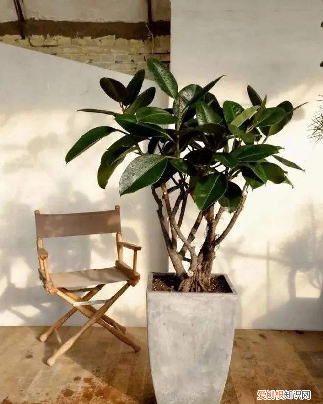 吸废气造氧气，旺家又吉利 客厅最旺宅的大型植物