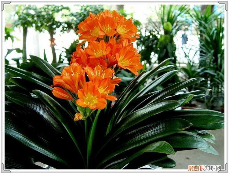 吸废气造氧气，旺家又吉利 客厅最旺宅的大型植物