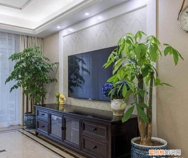 吸废气造氧气，旺家又吉利 客厅最旺宅的大型植物