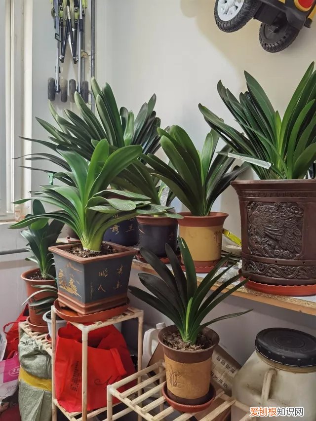 吸废气造氧气，旺家又吉利 客厅最旺宅的大型植物