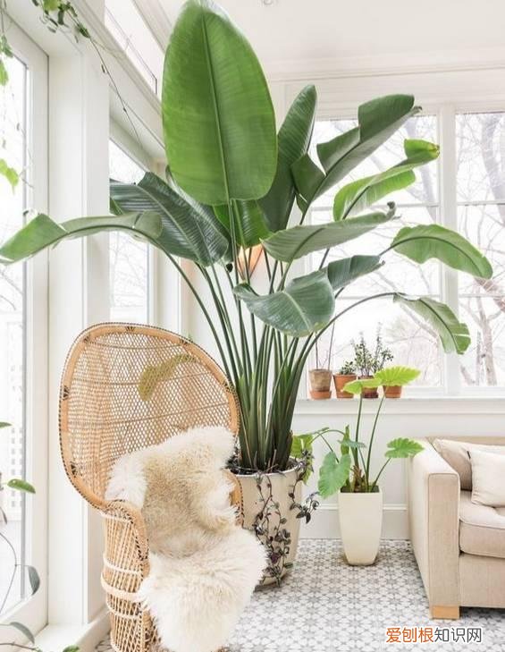 吸废气造氧气，旺家又吉利 客厅最旺宅的大型植物