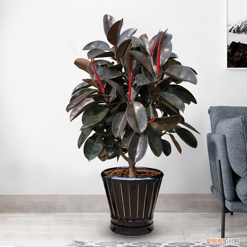 吸废气造氧气，旺家又吉利 客厅最旺宅的大型植物