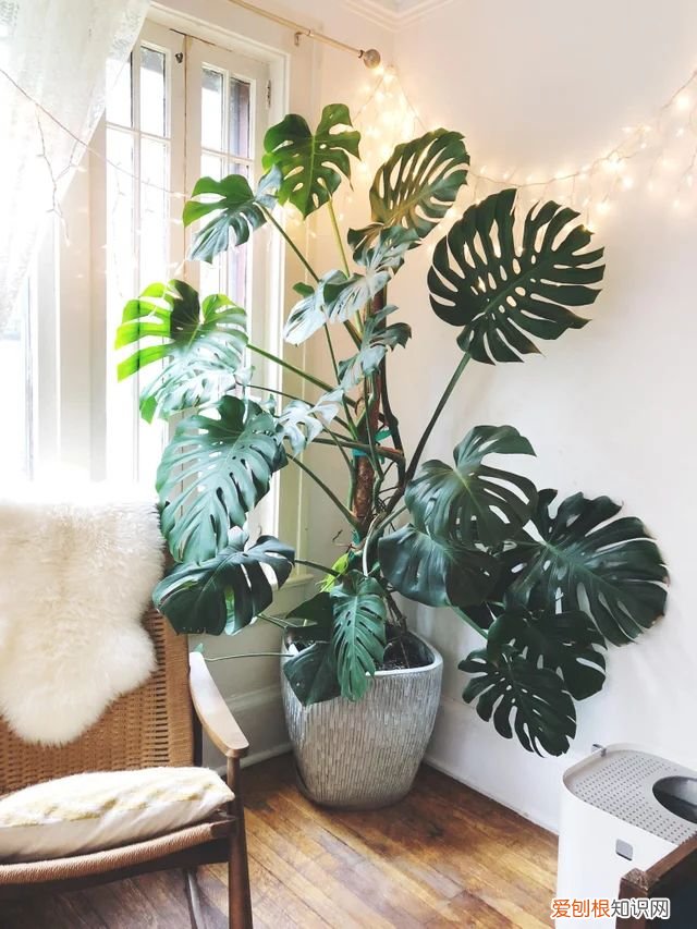 吸废气造氧气，旺家又吉利 客厅最旺宅的大型植物