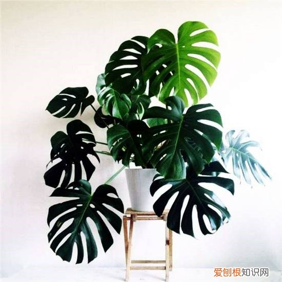 吸废气造氧气，旺家又吉利 客厅最旺宅的大型植物