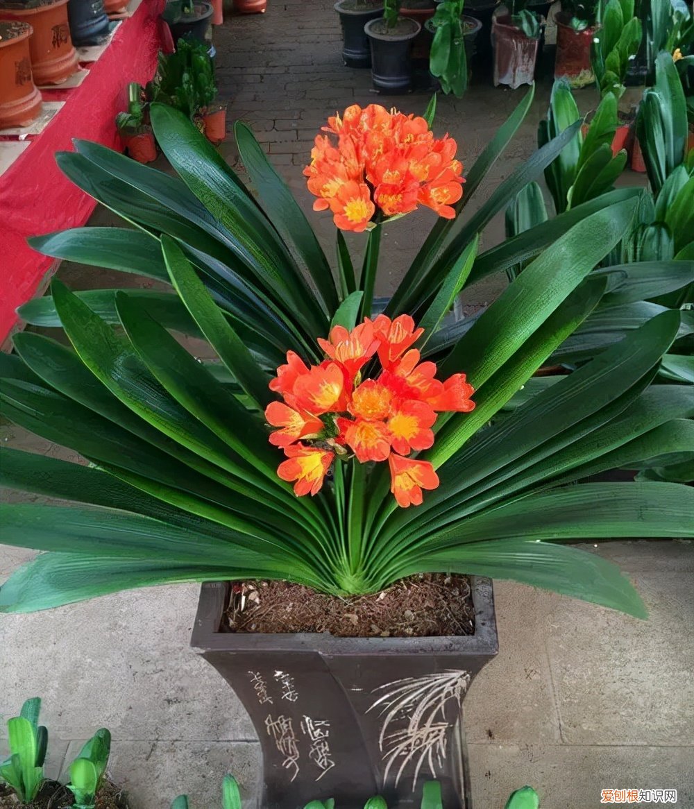 吸废气造氧气，旺家又吉利 客厅最旺宅的大型植物