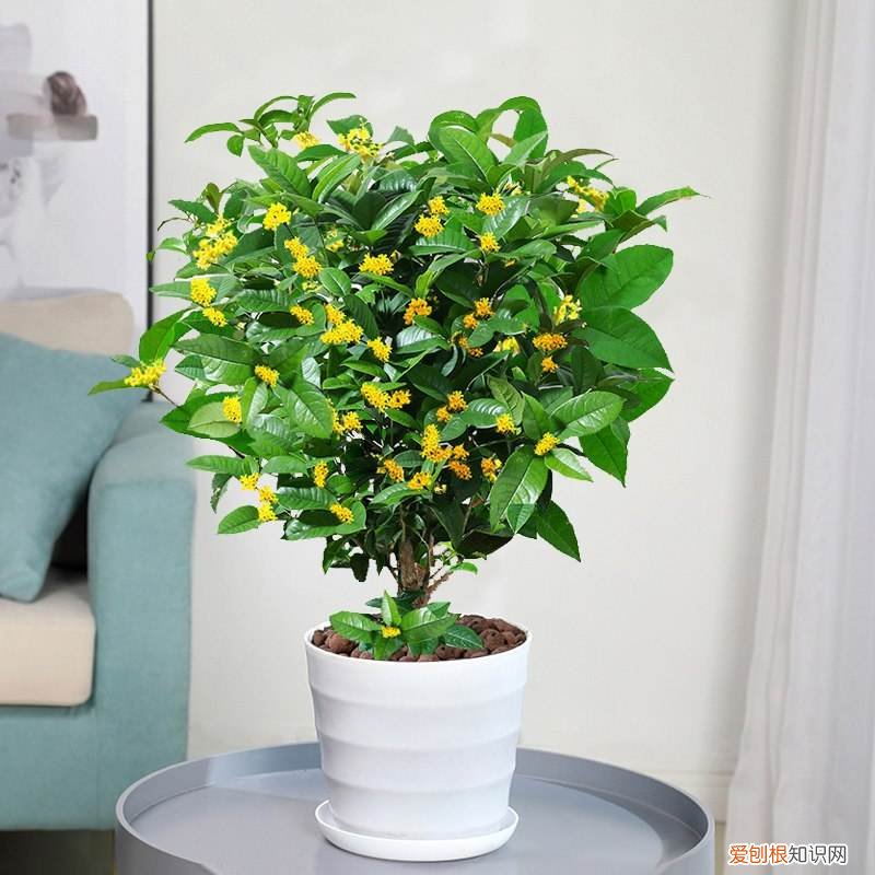 吸废气造氧气，旺家又吉利 客厅最旺宅的大型植物