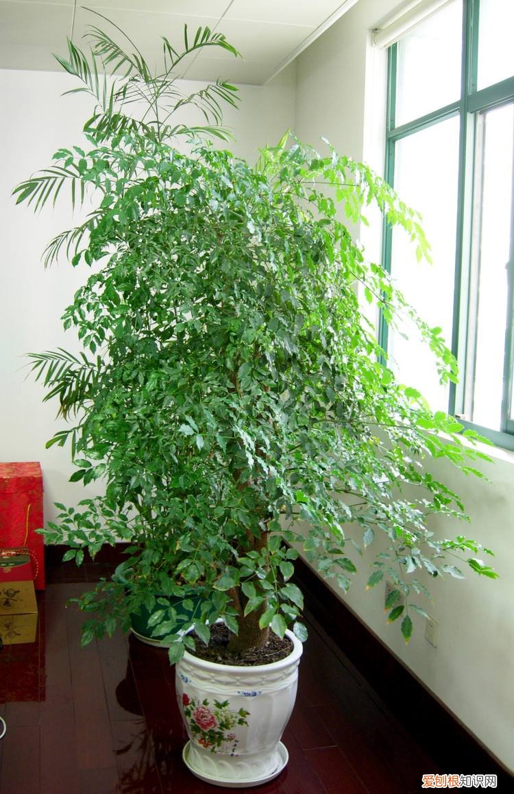 吸废气造氧气，旺家又吉利 客厅最旺宅的大型植物