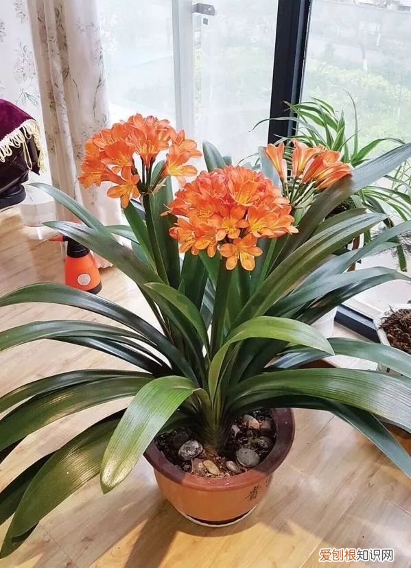 吸废气造氧气，旺家又吉利 客厅最旺宅的大型植物