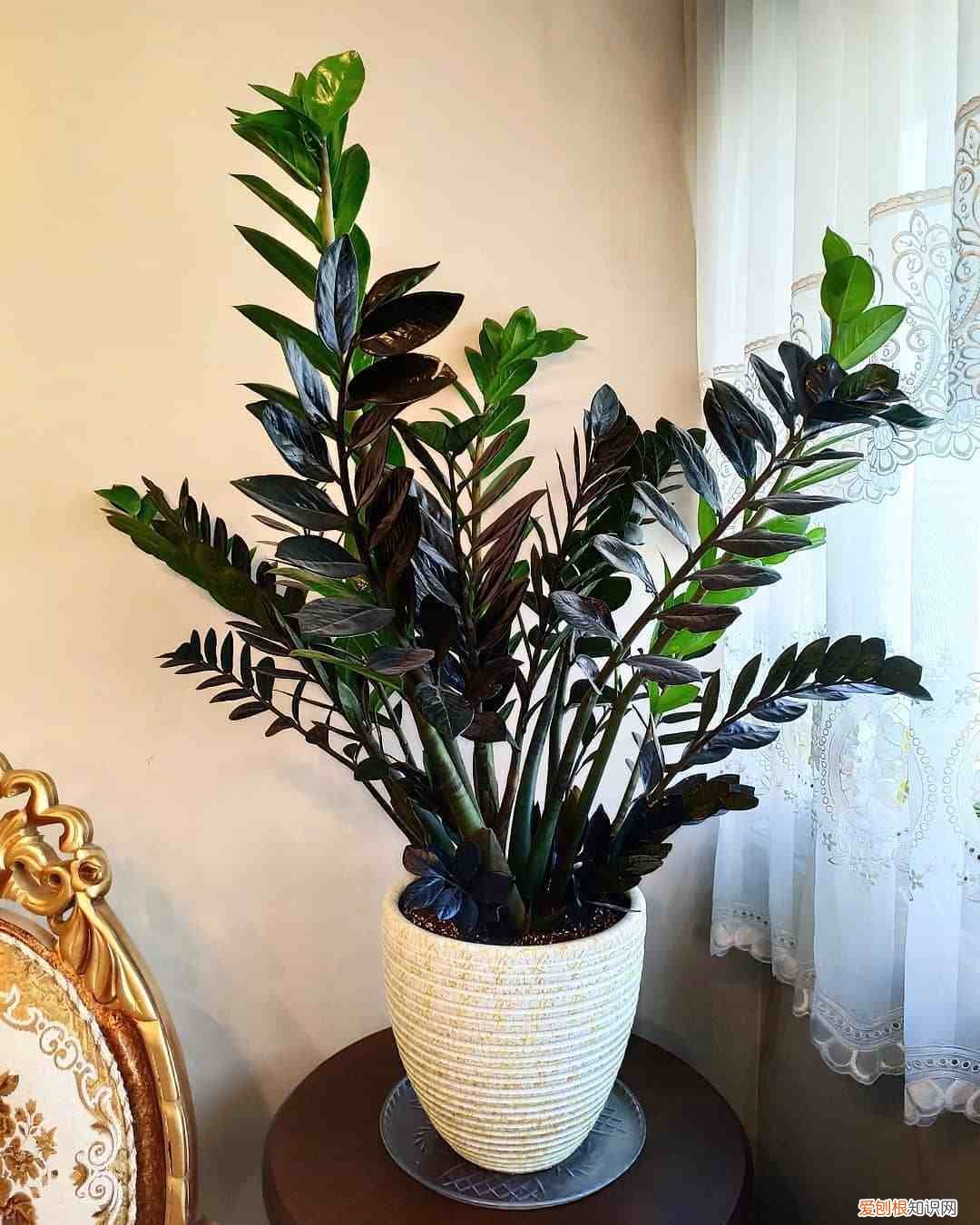 吸废气造氧气，旺家又吉利 客厅最旺宅的大型植物