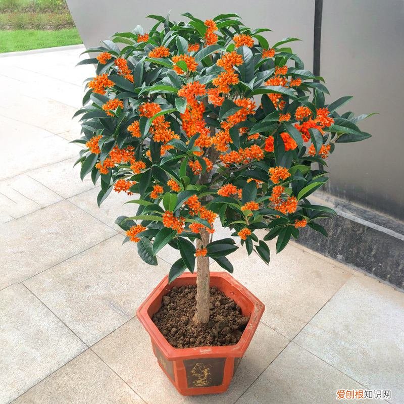 吸废气造氧气，旺家又吉利 客厅最旺宅的大型植物