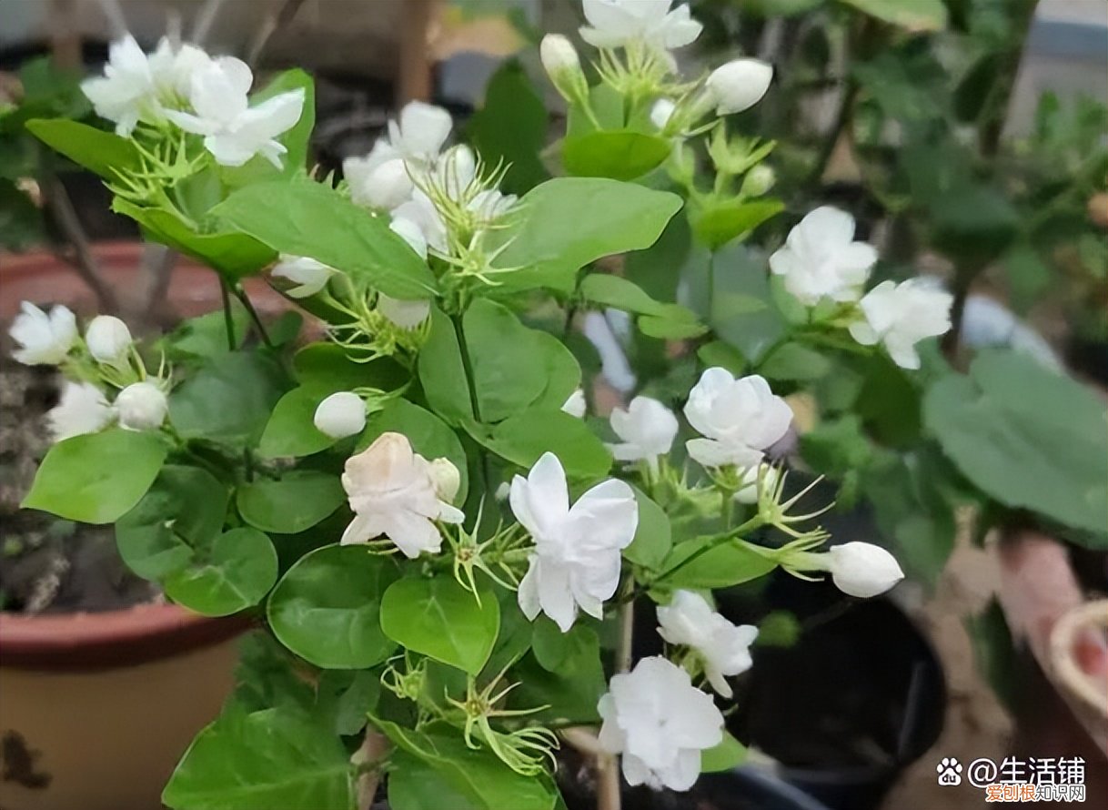 茉莉花怎么养？茉莉花的养殖方法和注意事项