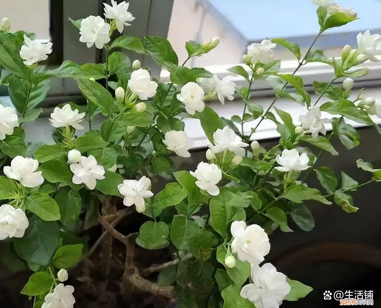 茉莉花怎么养？茉莉花的养殖方法和注意事项