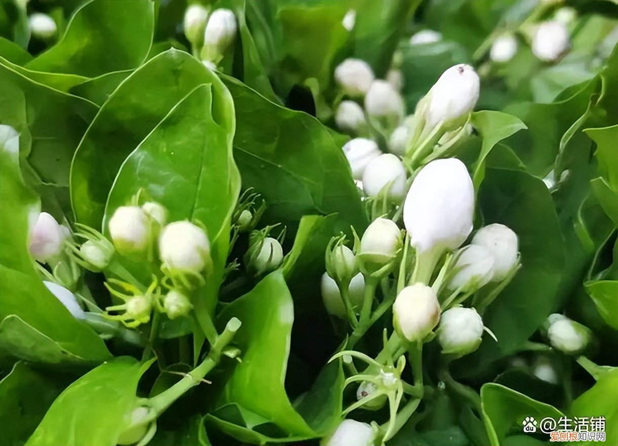 茉莉花怎么养？茉莉花的养殖方法和注意事项