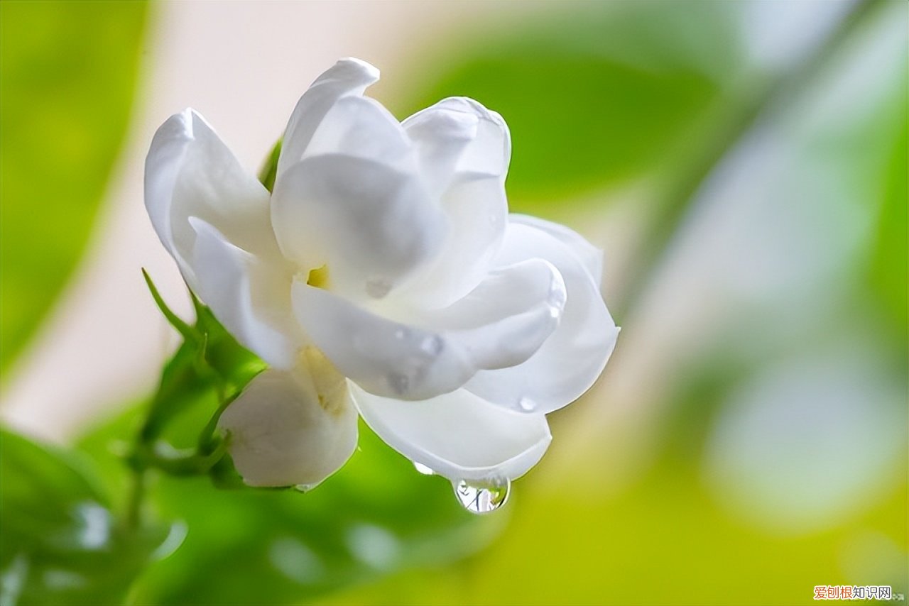 茉莉花怎么养？茉莉花的养殖方法和注意事项