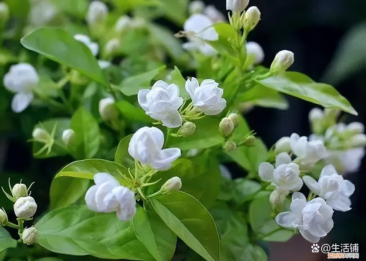 茉莉花怎么养？茉莉花的养殖方法和注意事项