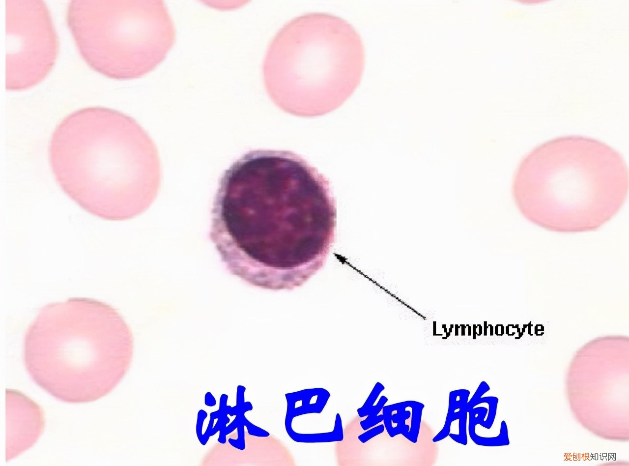 淋巴细胞百分比偏高一点点要紧吗？看看专家怎么说