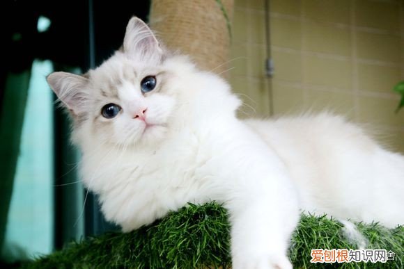 被猫抓了一下轻微破皮要打针吗