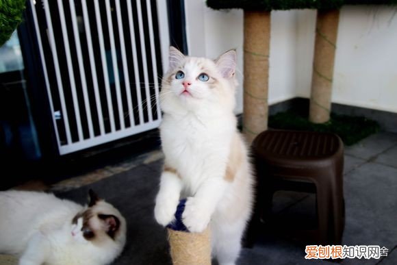 被猫抓了一下轻微破皮要打针吗