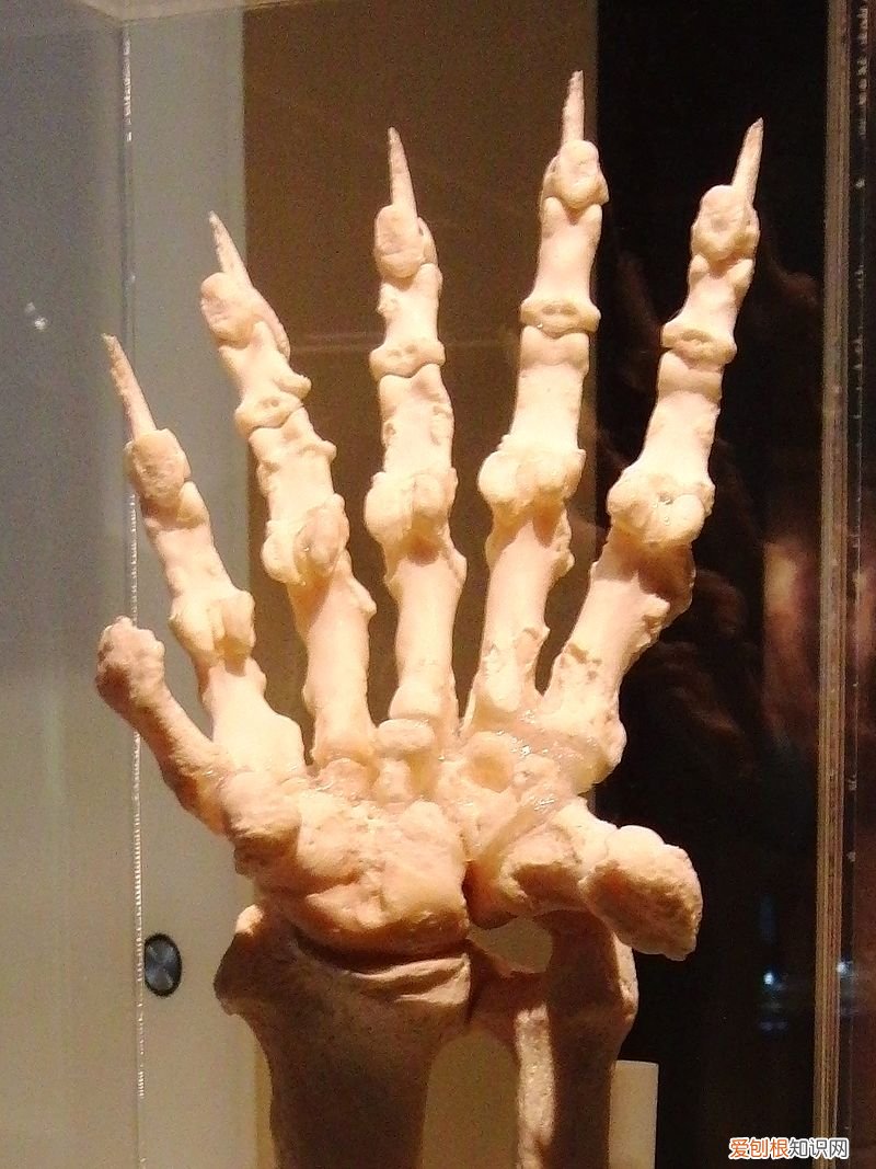 大熊猫生活在什么地方?一文读懂大熊猫分布区域