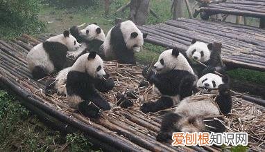 大熊猫生活在什么地方？一文读懂大熊猫分布区域