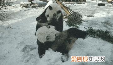 大熊猫生活在什么地方？一文读懂大熊猫分布区域