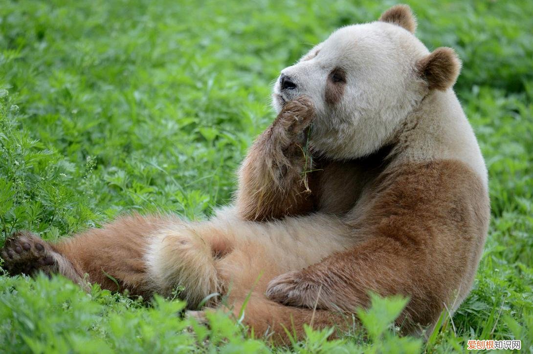 大熊猫生活在什么地方？一文读懂大熊猫分布区域