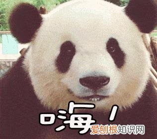 大熊猫生活在什么地方?一文读懂大熊猫分布区域