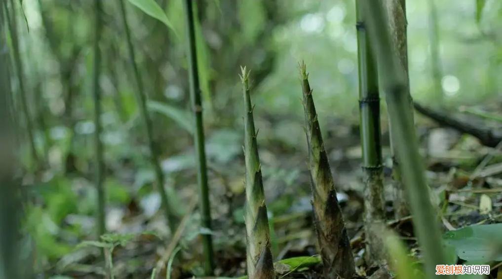 大熊猫生活在什么地方？一文读懂大熊猫分布区域