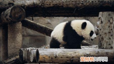 大熊猫生活在什么地方?一文读懂大熊猫分布区域