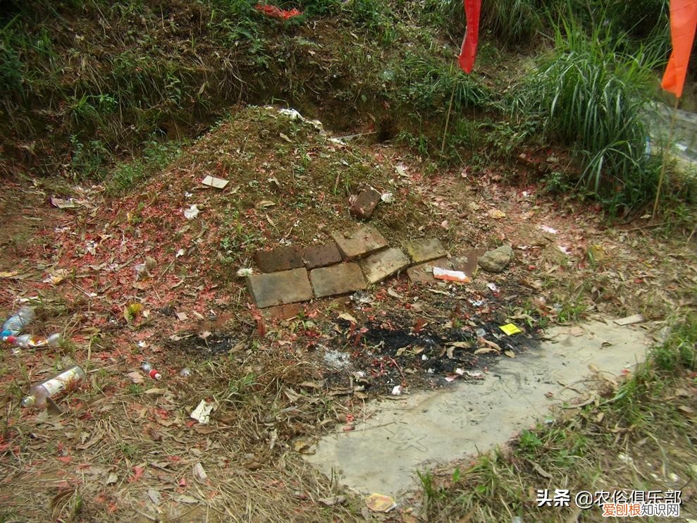 坟上不长草后代必出？上坟要留意一下