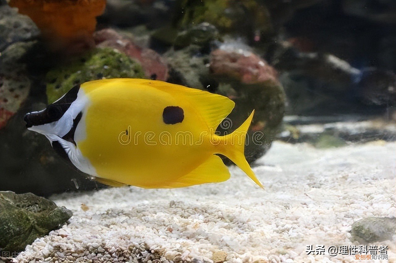 鱼会睡觉吗？鱼为什么睁着眼睛睡觉