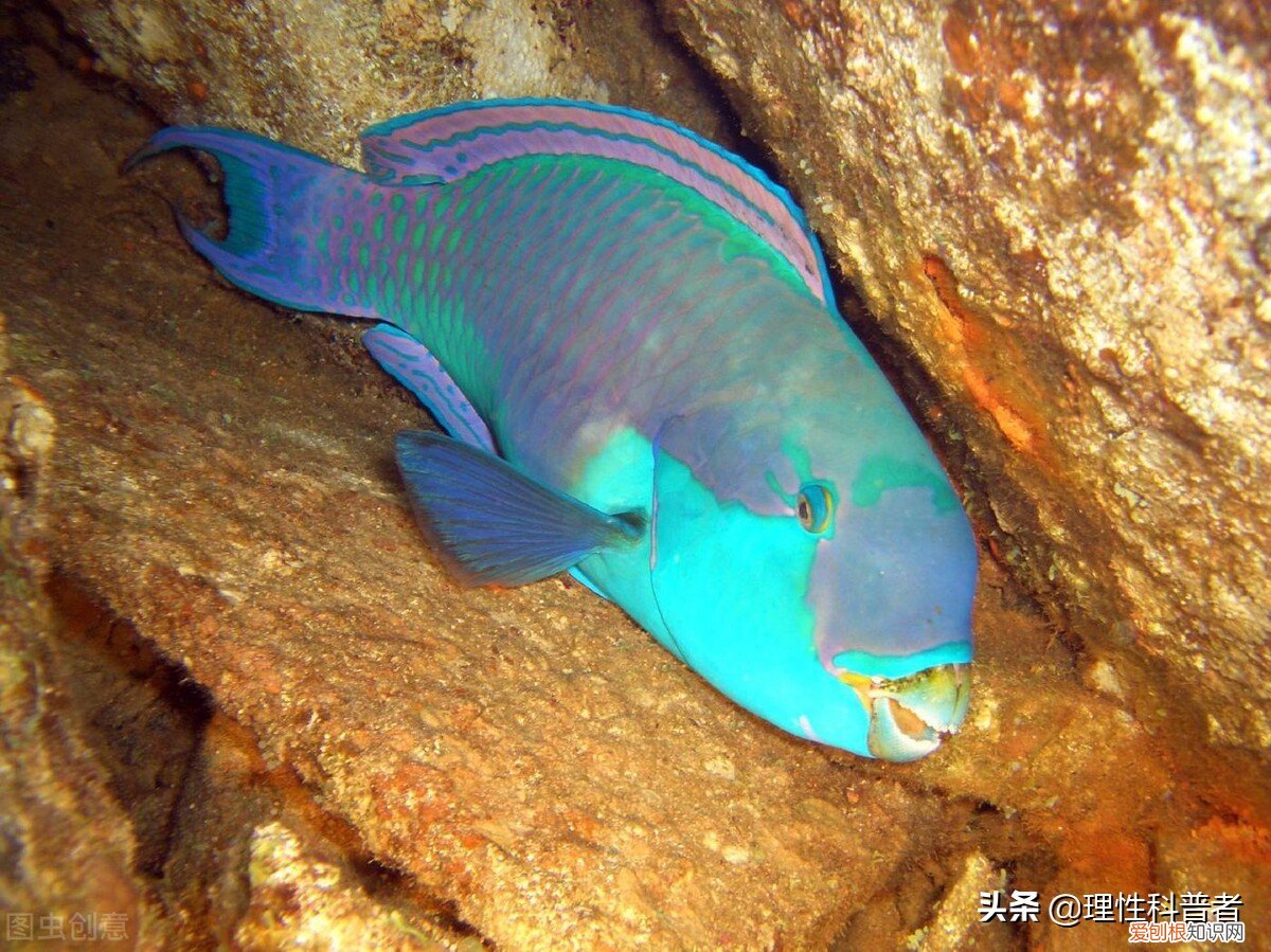 鱼会睡觉吗？鱼为什么睁着眼睛睡觉