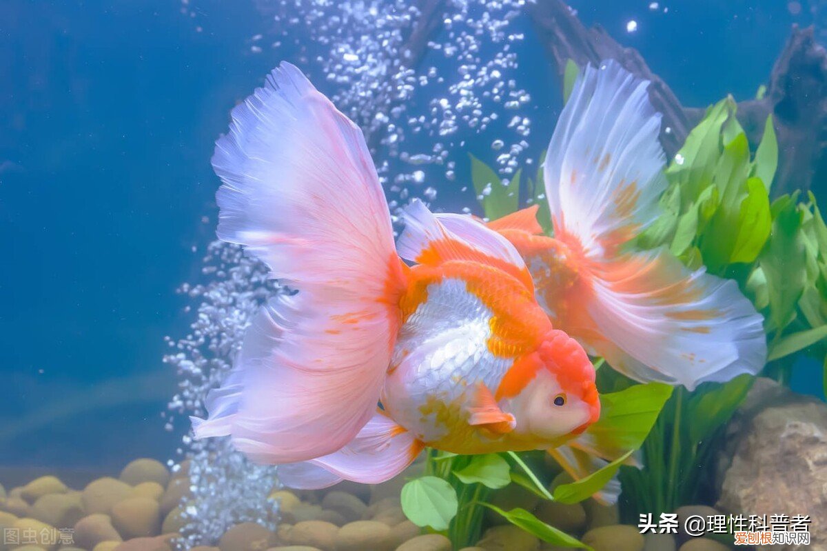 鱼会睡觉吗？鱼为什么睁着眼睛睡觉