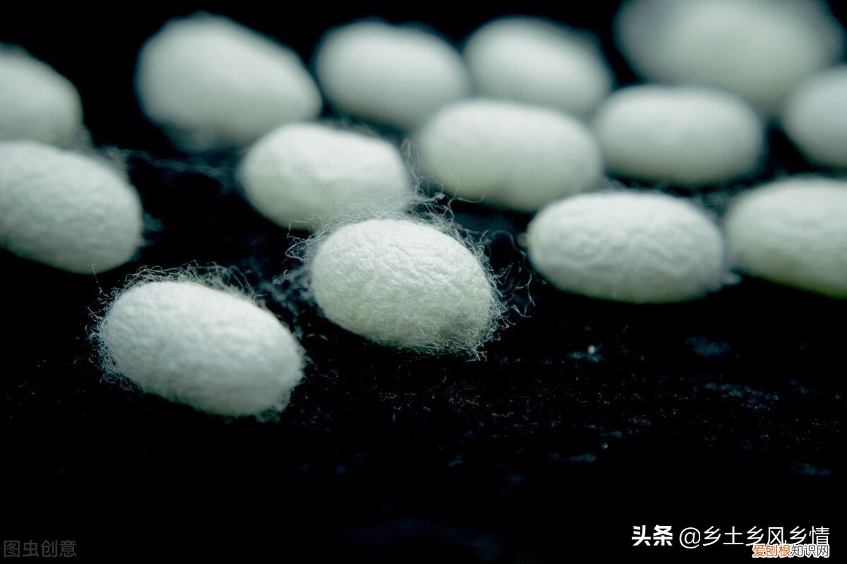 附：蚕的生长过程 蚕结茧后几天蚕蛾从茧中钻出来