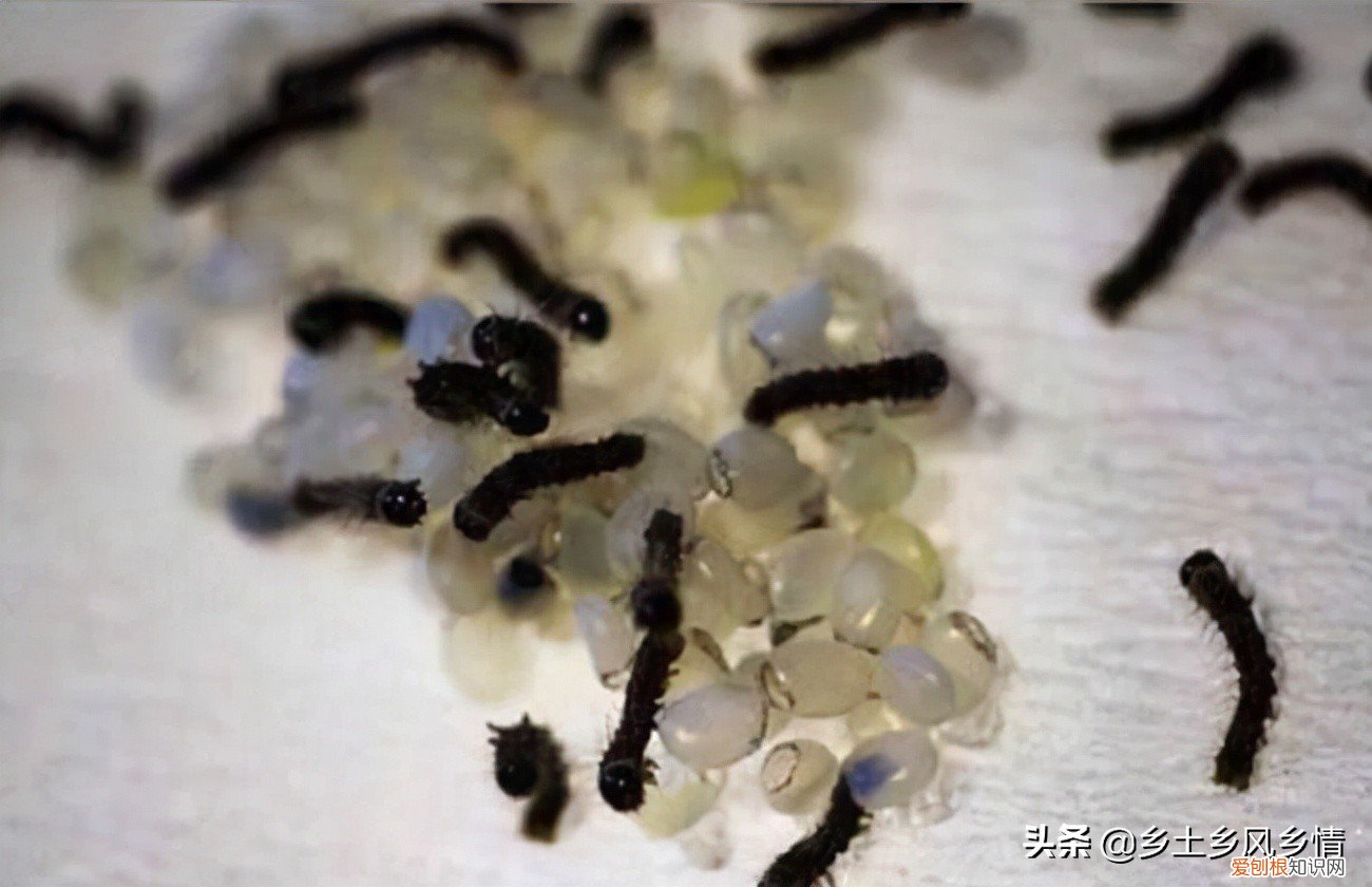 附：蚕的生长过程 蚕结茧后几天蚕蛾从茧中钻出来