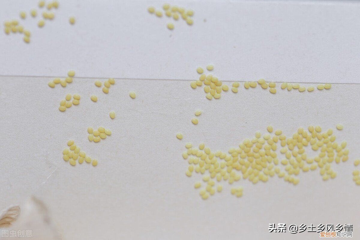 附：蚕的生长过程 蚕结茧后几天蚕蛾从茧中钻出来