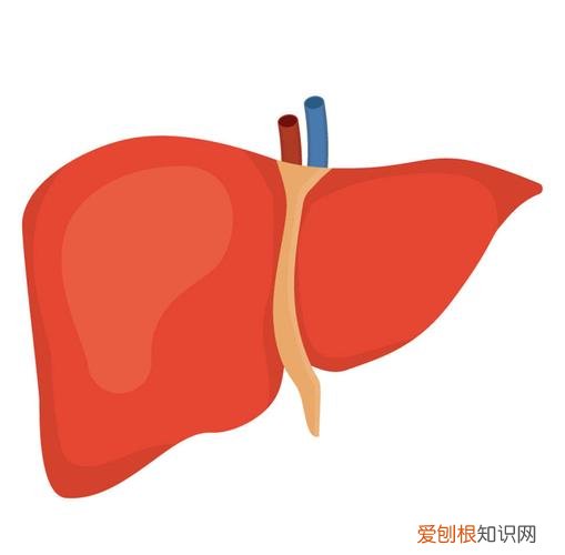 屁特别多是什么原因？屁多可能是4大原因所致