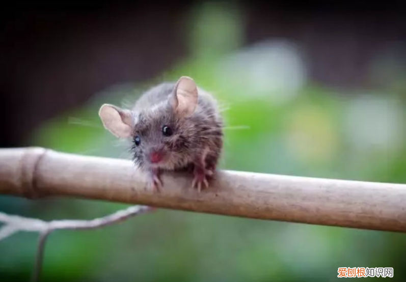 超文雅的5句脏话，骂人不带脏字 高级的含蓄的骂人的话