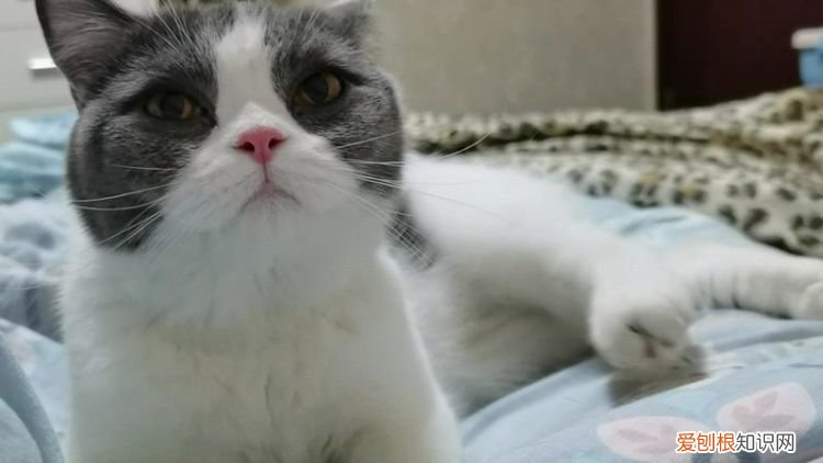 哔哩哔哩是什么动物，b站七级号意味着什么