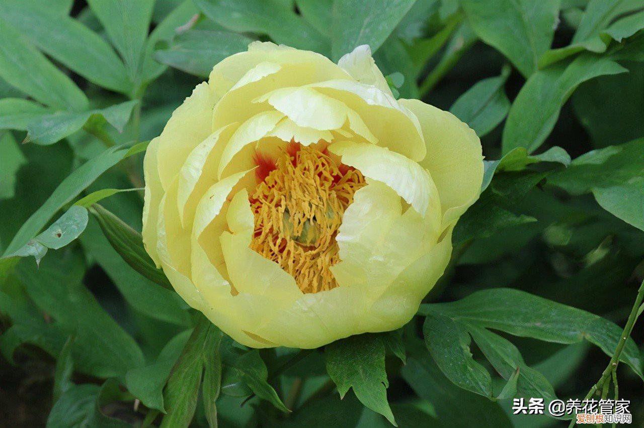 附：盘点芍药的八大花型 芍药花的寓意和象征