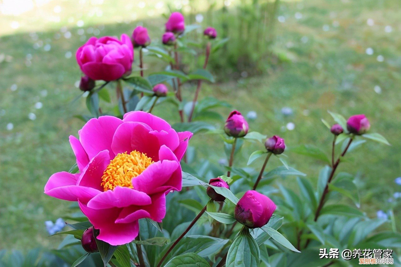附：盘点芍药的八大花型 芍药花的寓意和象征