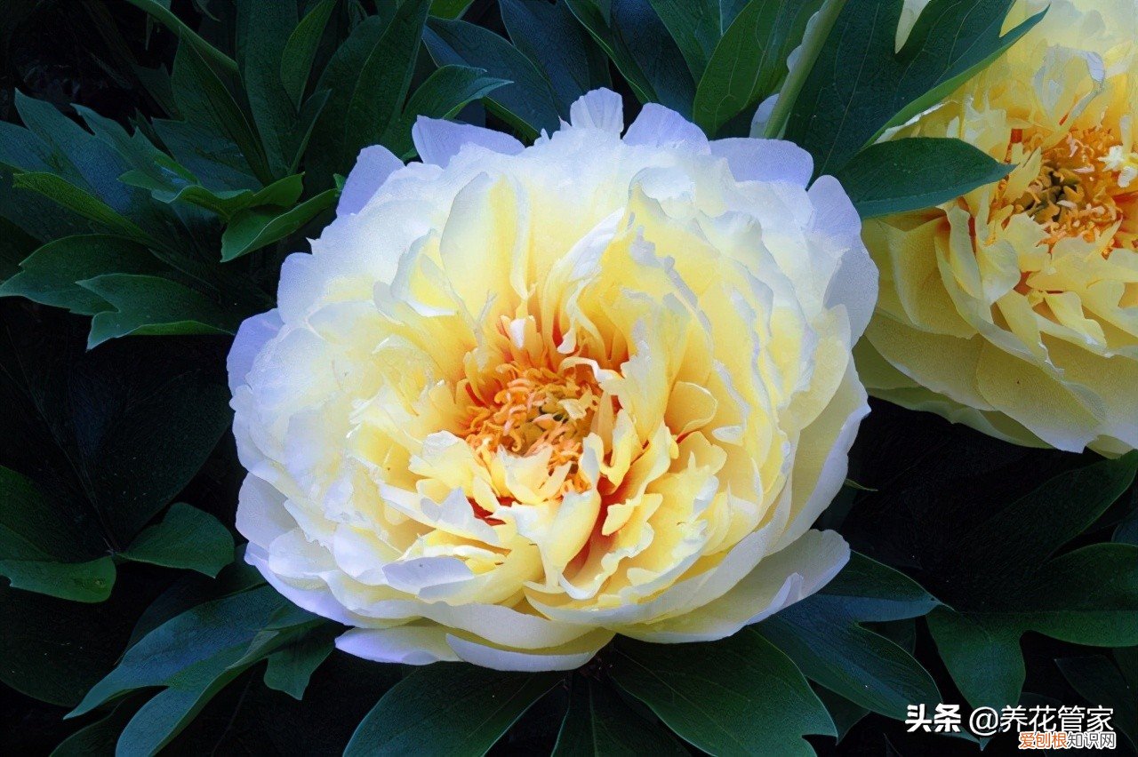 附：盘点芍药的八大花型 芍药花的寓意和象征