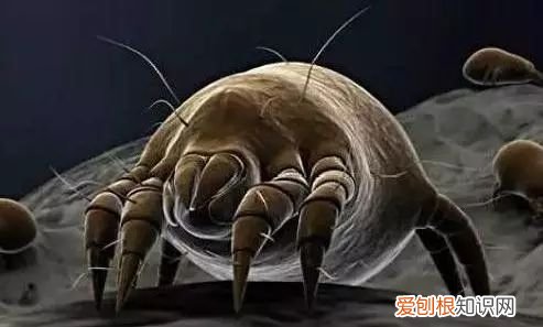 教你1招，不用洗不用晒 床上除螨虫的最快方法