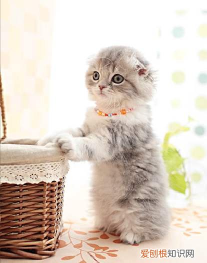 折耳猫为什么不能养?看完这4大缺点就知道了