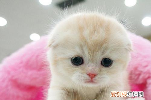 折耳猫为什么不能养?看完这4大缺点就知道了