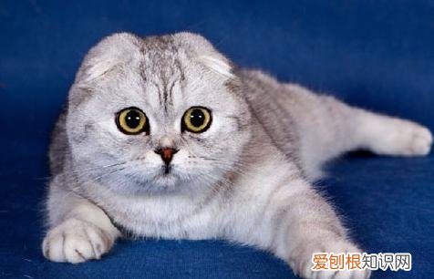 折耳猫为什么不能养?看完这4大缺点就知道了