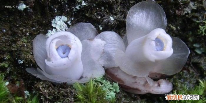 附：十大诅咒之花 代表黑暗和绝望的花是什么花