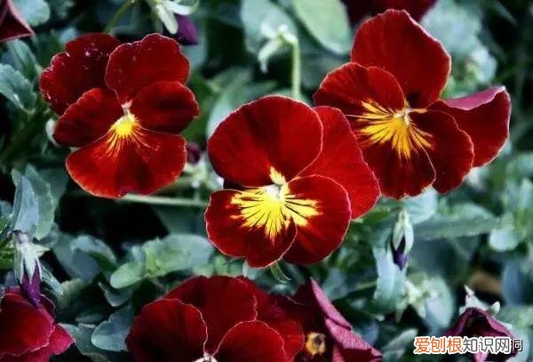 附：十大诅咒之花 代表黑暗和绝望的花是什么花