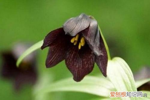 附：十大诅咒之花 代表黑暗和绝望的花是什么花